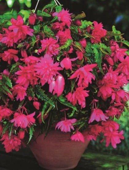Hängande begonia, rosa - World of Flowers